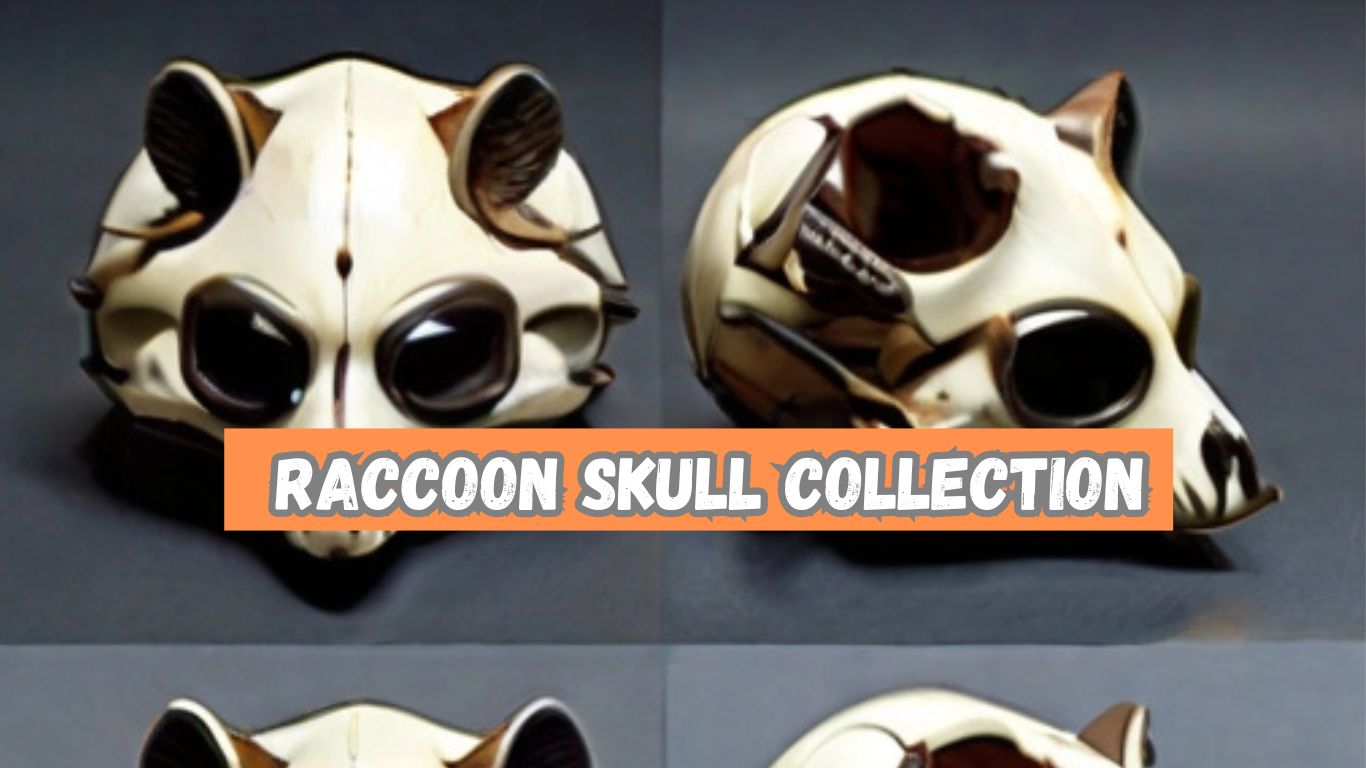 raccoon skull img